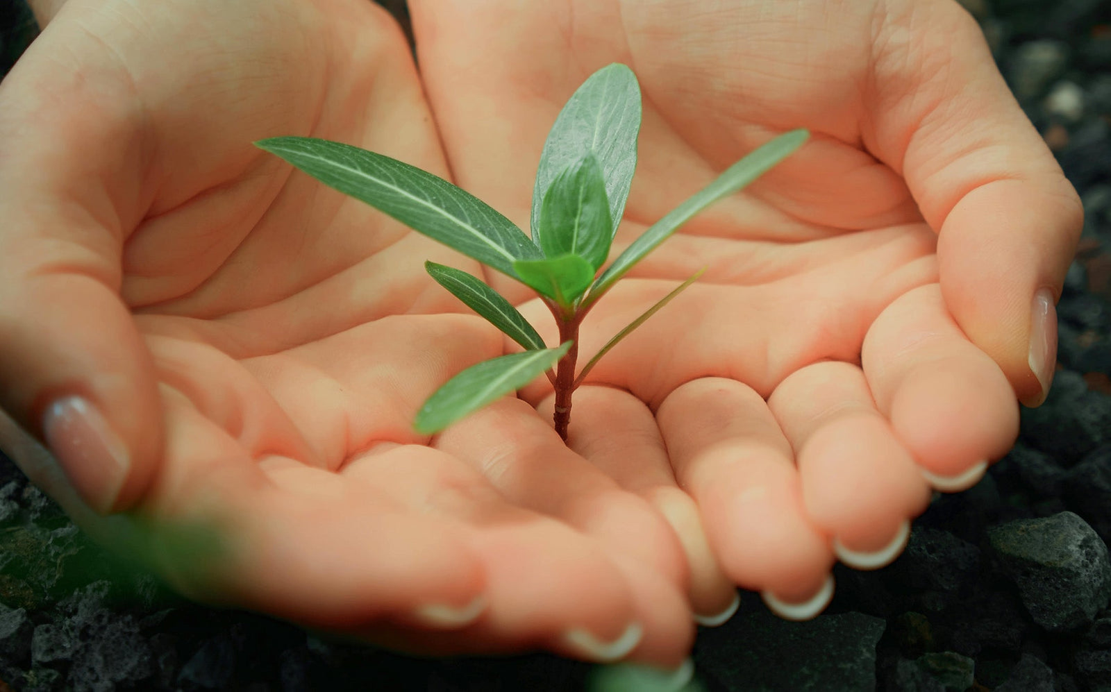 Small green plant held in a person's hands against a natural background